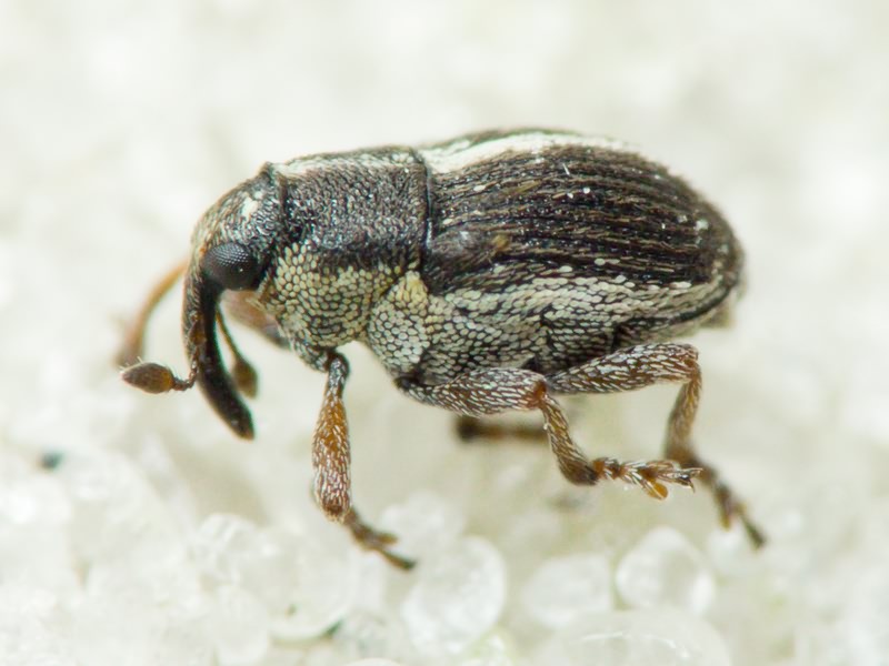 Oprohinus suturalis (Fabricius, 1775)